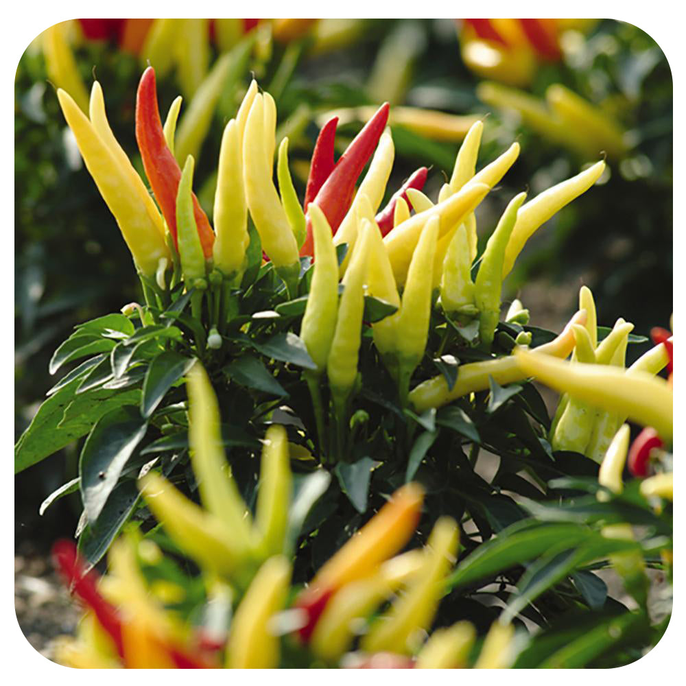 Ornamental Peppers