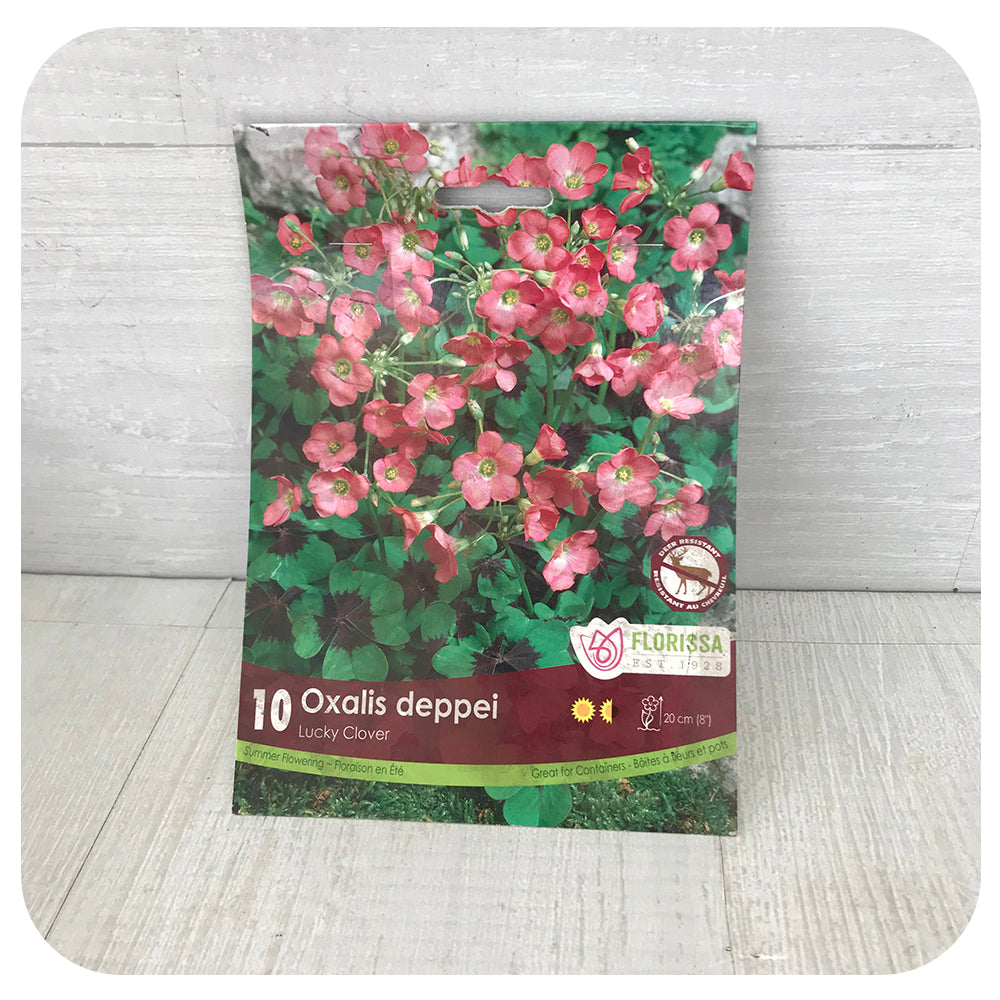 Oxalis Deppei