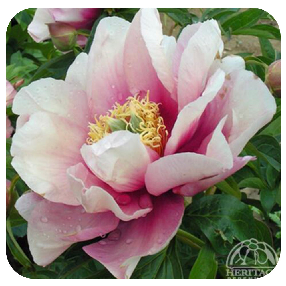 Itoh Peony ‘Pastel Lilas’
