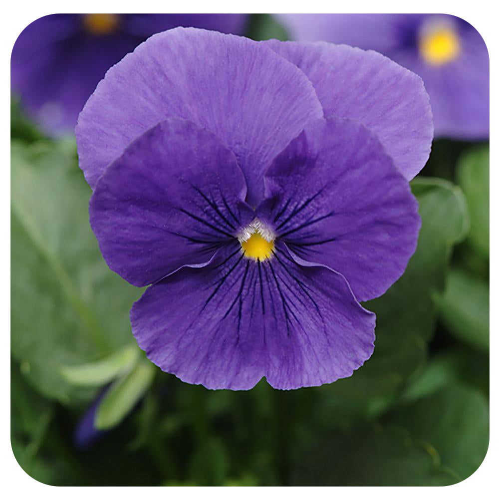 Pansy