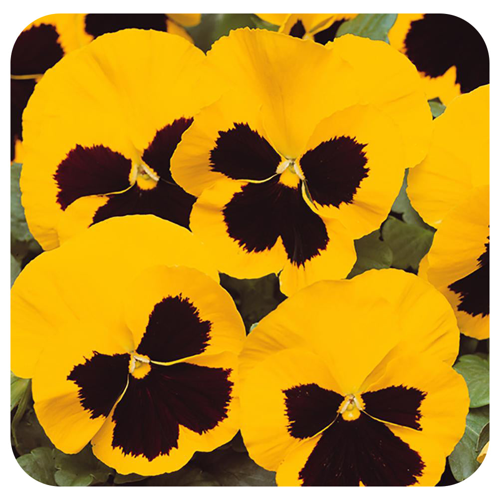 Pansy