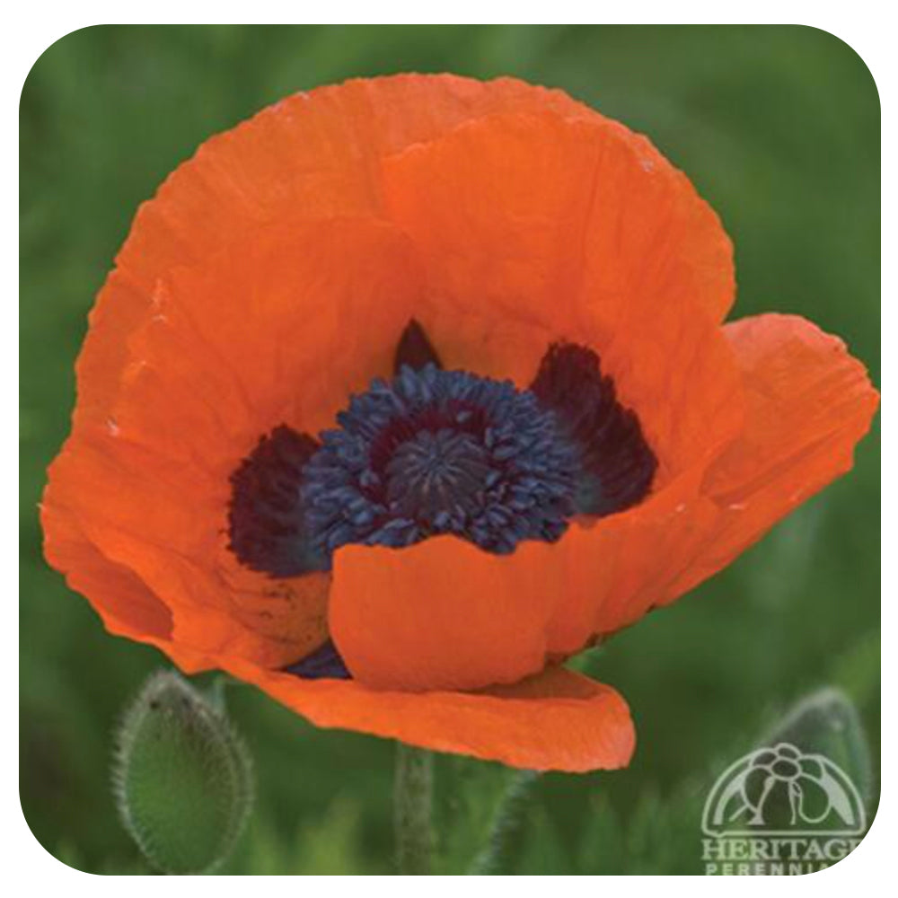 Oriental Poppy 'Orange Glow' (Papaver orientale)