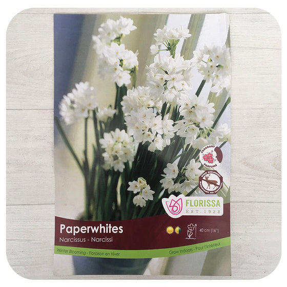 Paperwhite Bulbs  (Narcissus papyraceus) INDOOR USE ONLY