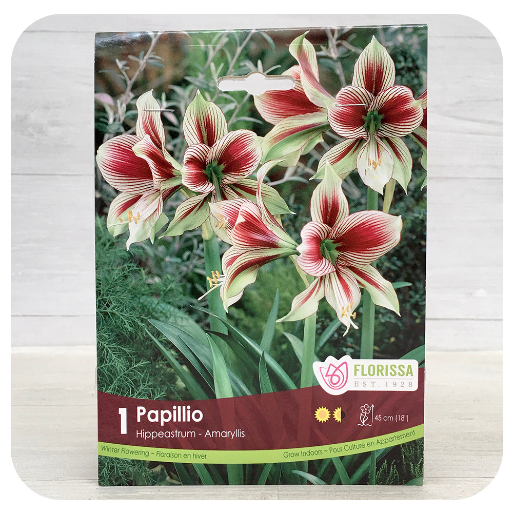 Amaryllis Papillio
