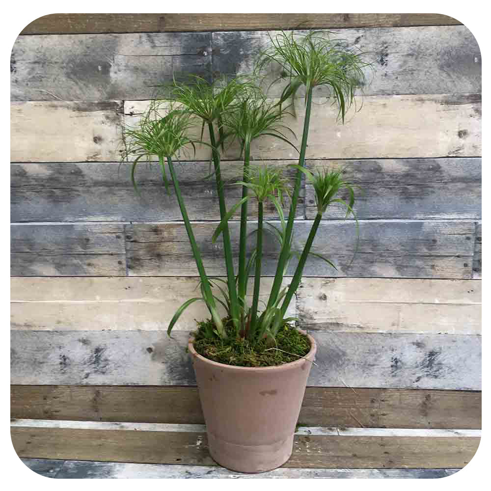 Papyrus 'Little Tut' (Cyperus papyrus)