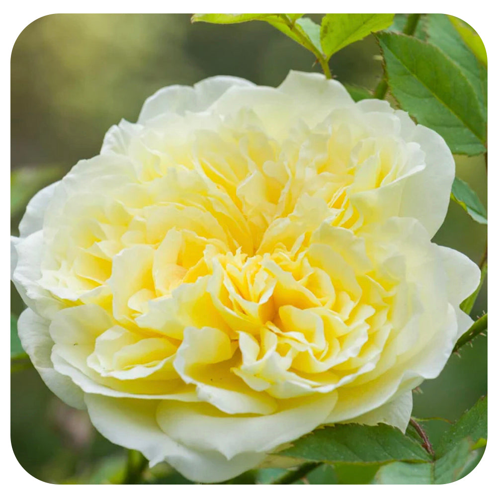 The Country Parson Rose by David Austin