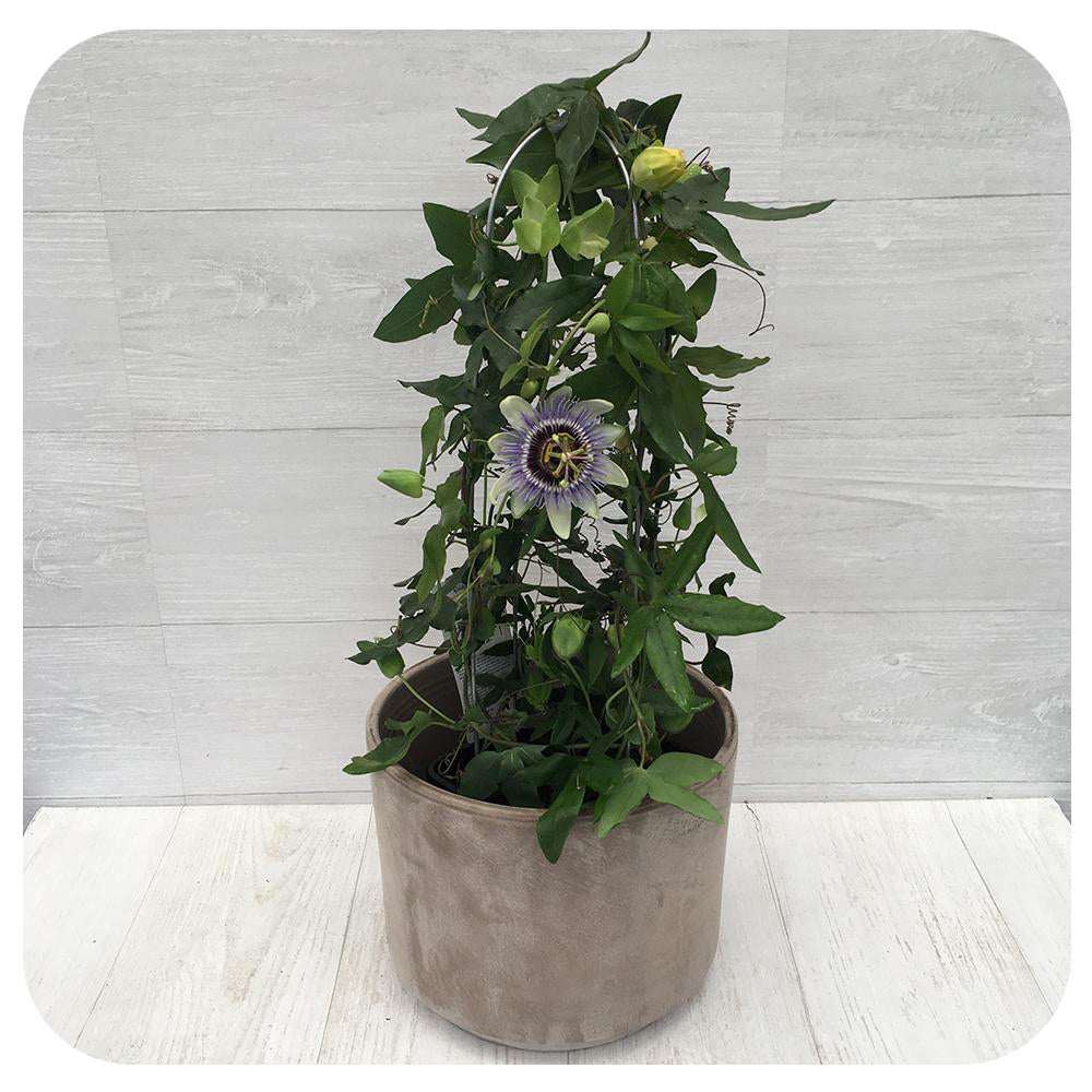 Passion Flower - Purple Tones