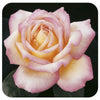 Peace Rose by Weeks Roses (Hybrid Tea Rose)