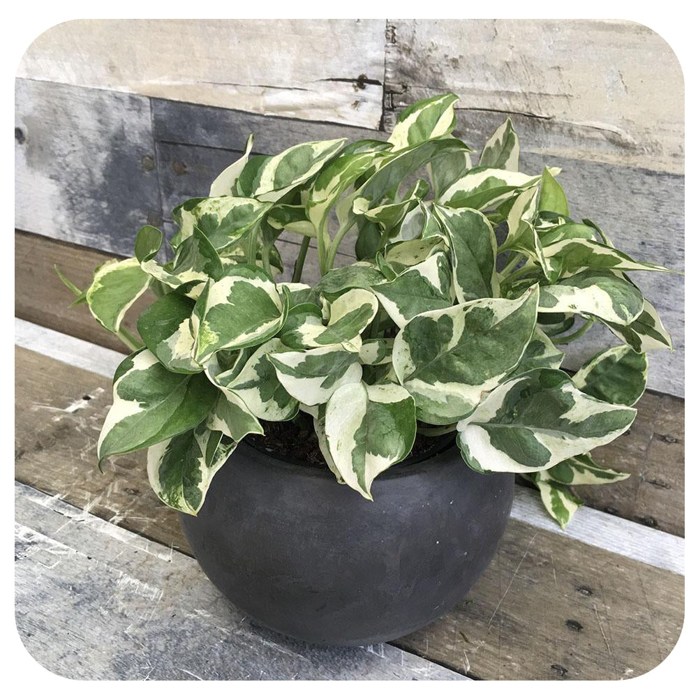 Pothos 'Pearls and Jade'