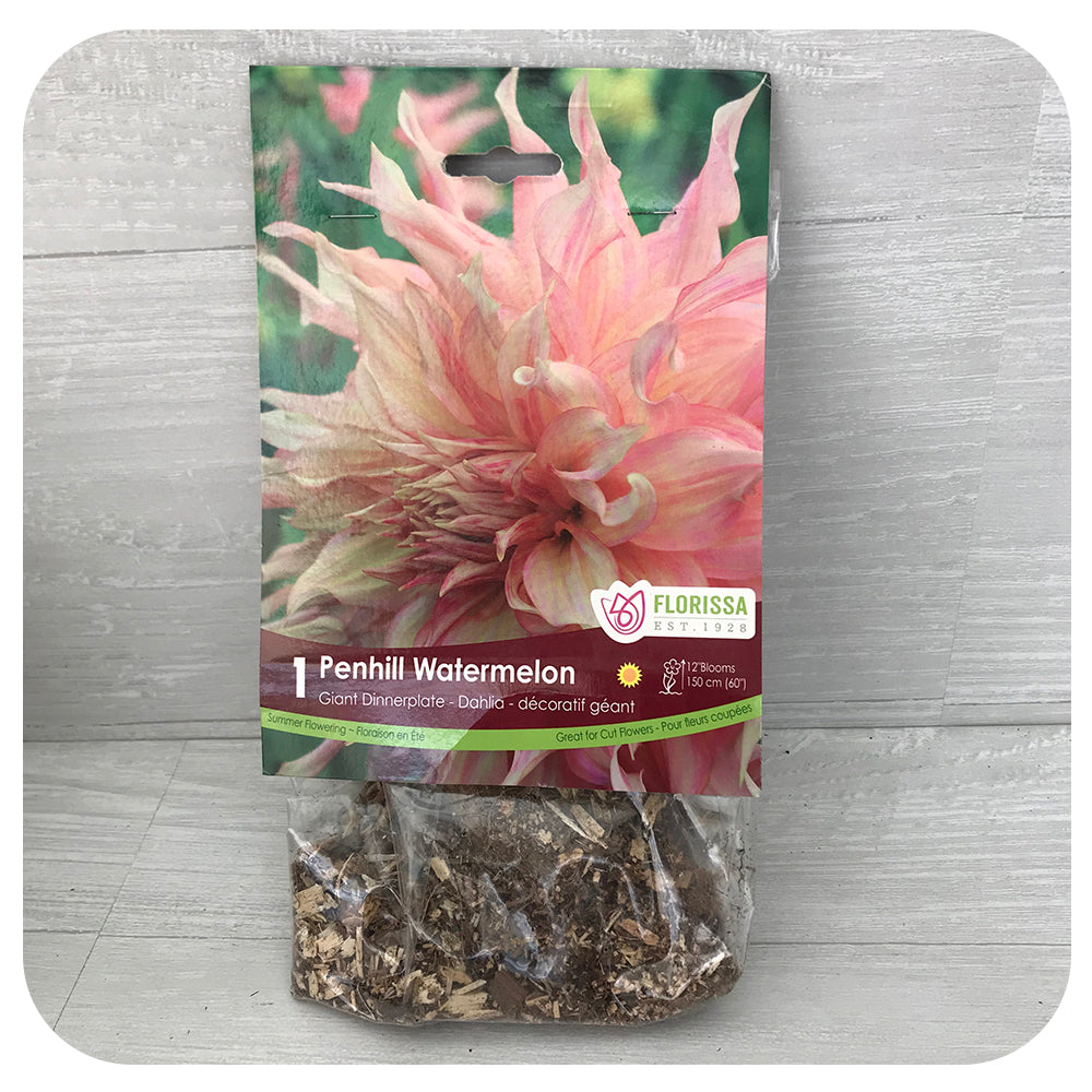 Dahlia Dinnerpl - Penhill Watermelon