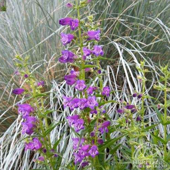 Penstemon 'Pristine Lilac Purple' (Beard-tongue)