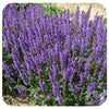 Hybrid Perennial Sage 'Blue by You' (Salvia nemorosa)