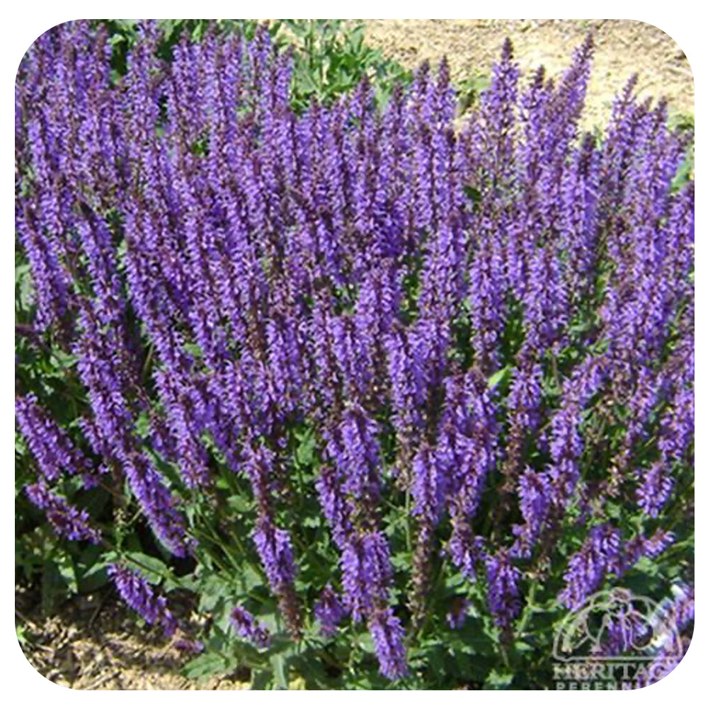 Salvia 'Blue by You'
