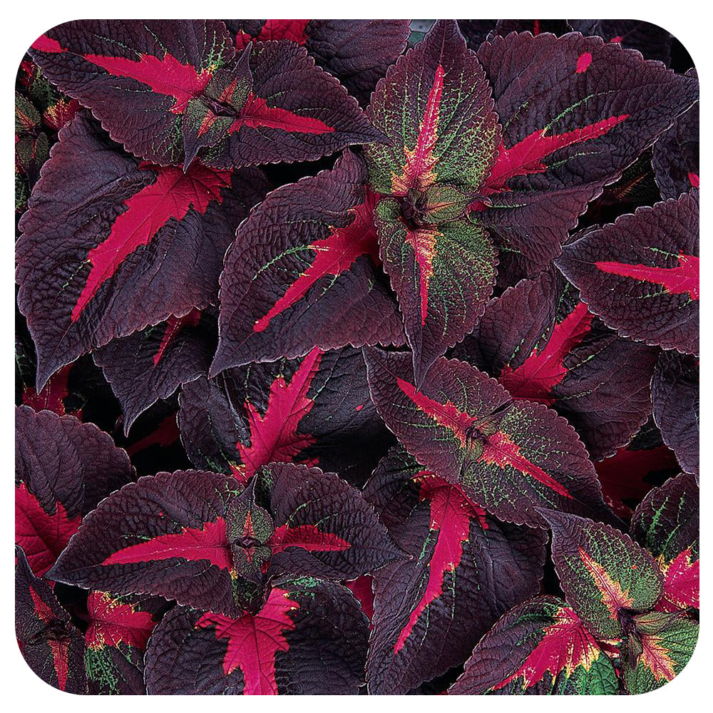 Coleus