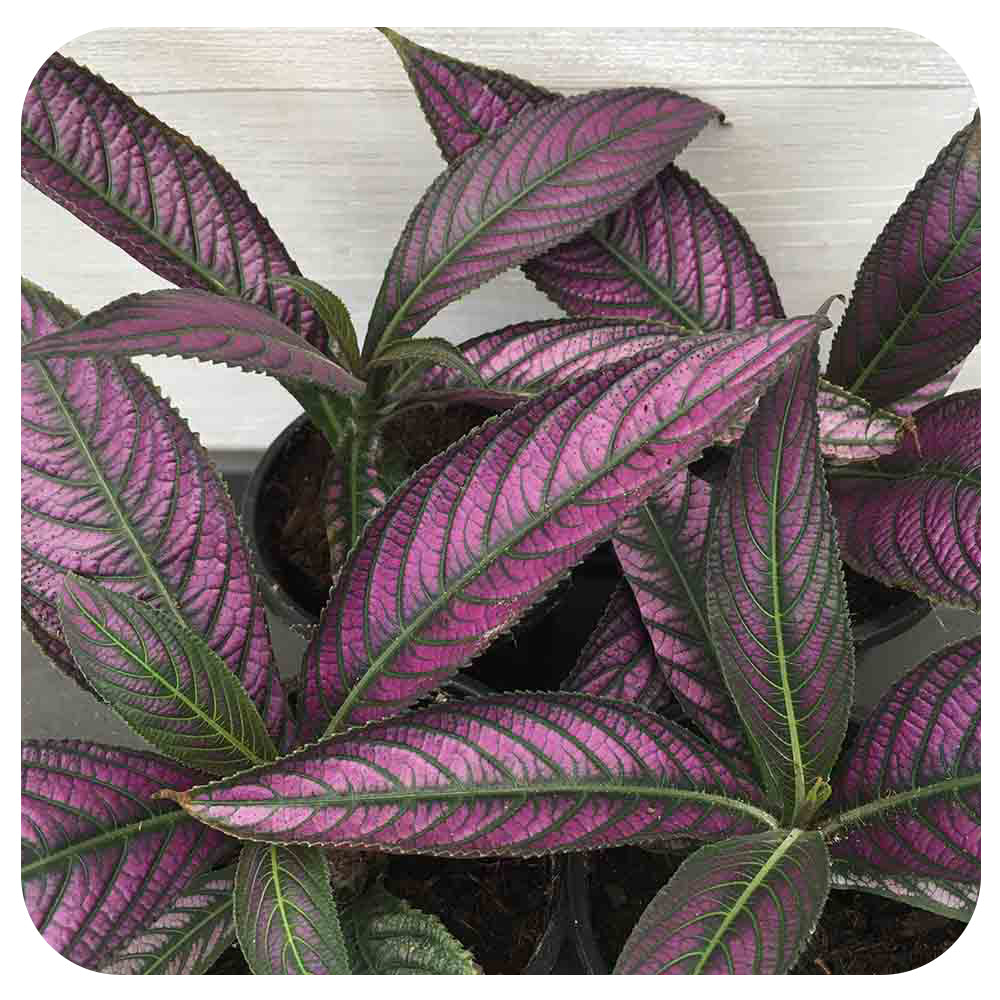 Persian Shield (Strobilanthes dyeriana)