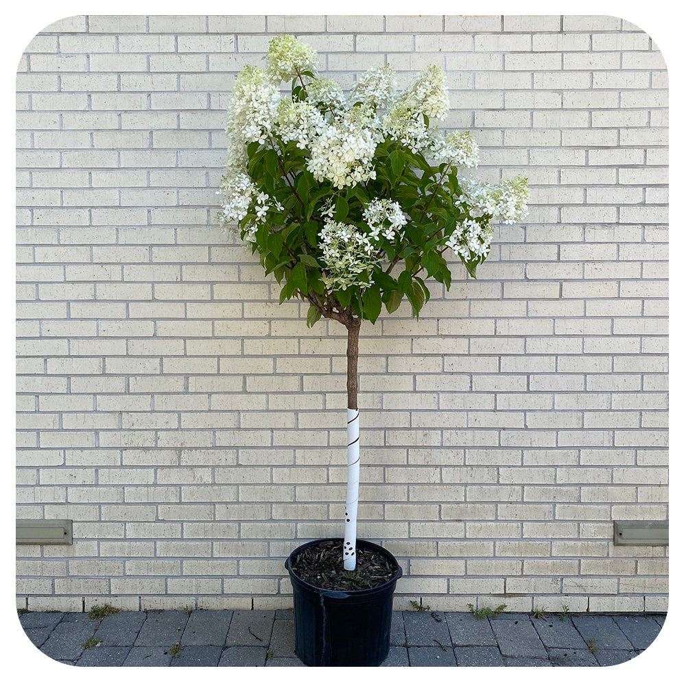 Hardy hydrangea  'Phantom' TREE (Hydrangea paniculata  'Phantom')
