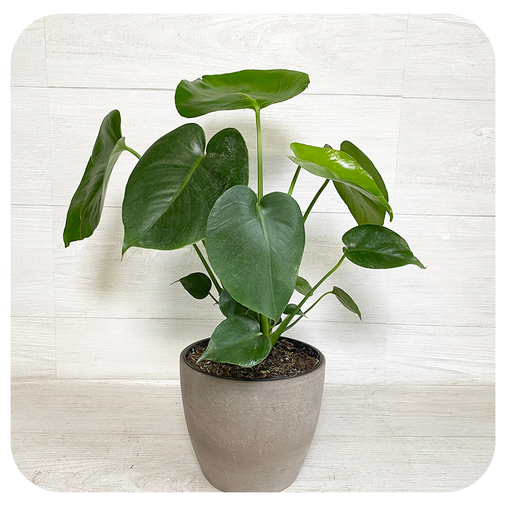 Philodendron Monstera Deliciosa (Split Leaf)