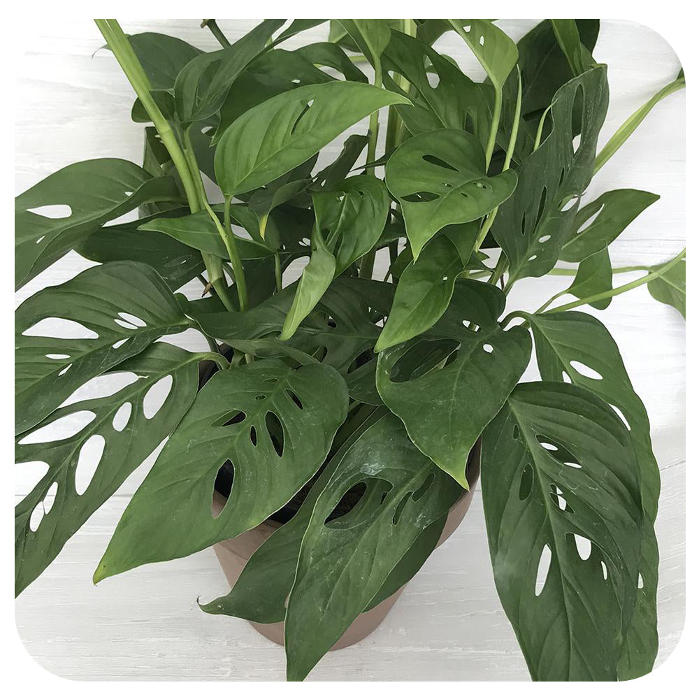 is monstera adansonii a philodendron Philodendron adansonii 'Swiss Cheese'