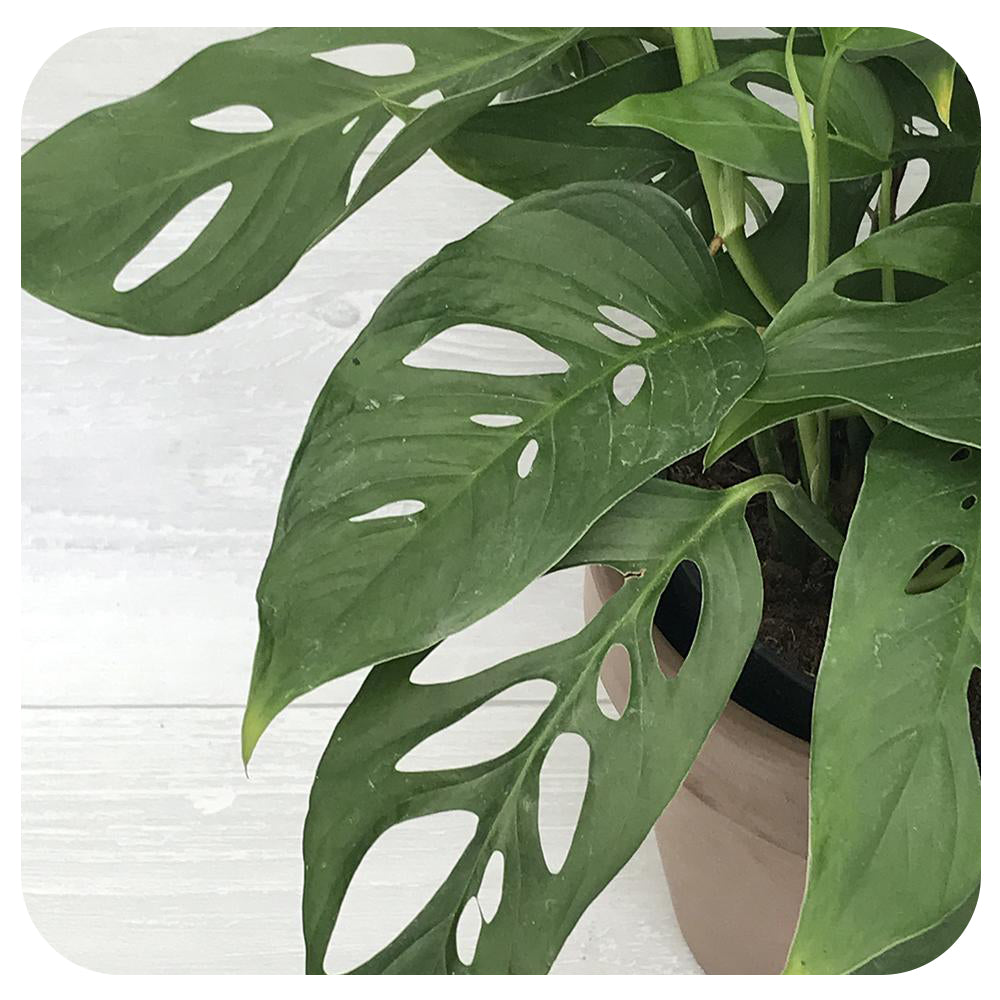 swiss cheese philodendron for sale Philodendron adansonii 'Swiss Cheese'