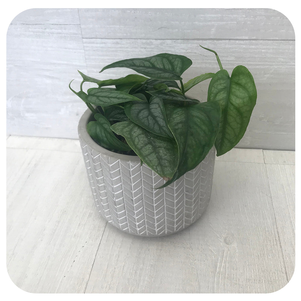 Philodendron Siltepecana