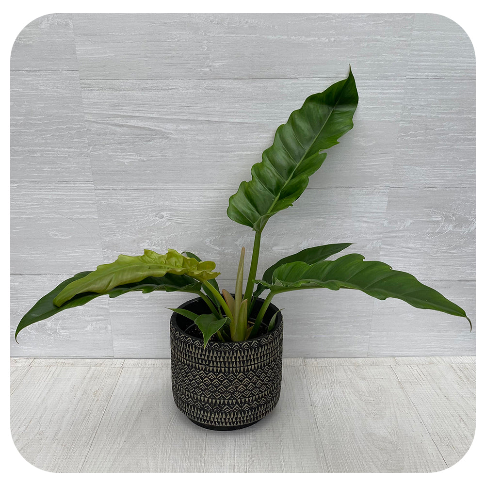narrow escape philodendron Philodendron 'Narrow Escape'