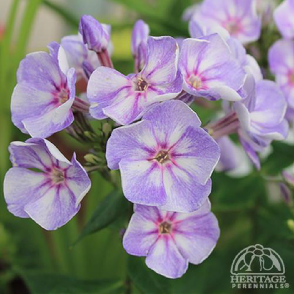 Summer Phlox 'Younique Old Blue' (Phlox paniculata)