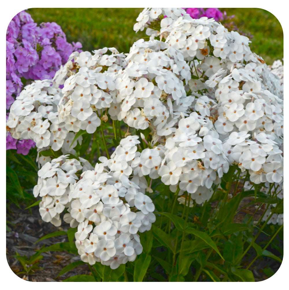 Phlox hybrid 'Opening Act White'