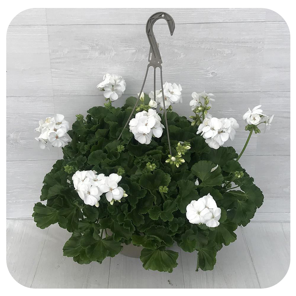 geranium hanging plant Geranium Hanging Baskets - White