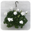 Geranium Hanging Baskets - White