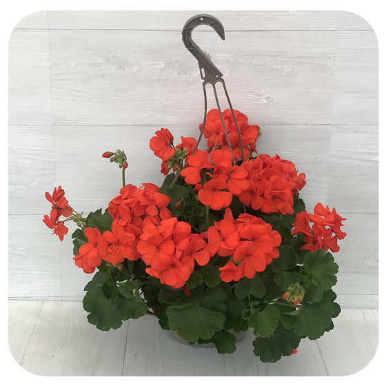 Geranium Hanging Baskets - Orange