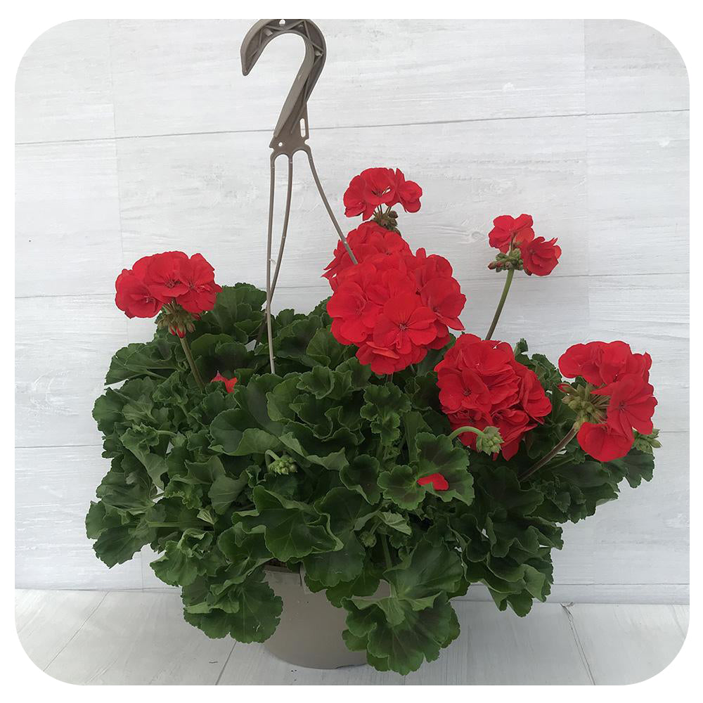Geranium Hanging Basket - Red
