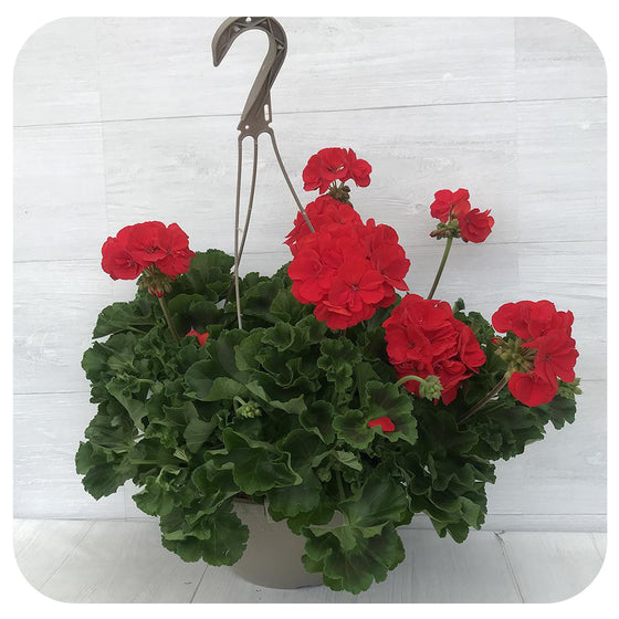 Geranium Hanging Baskets - Red