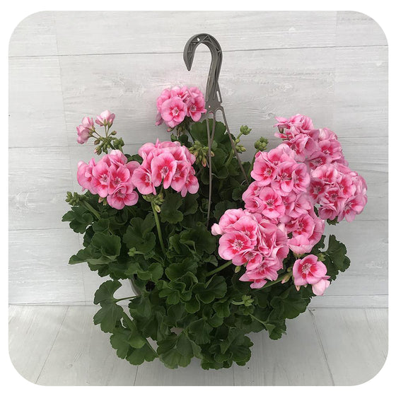 Geranium Hanging Baskets - Two-tone Pink