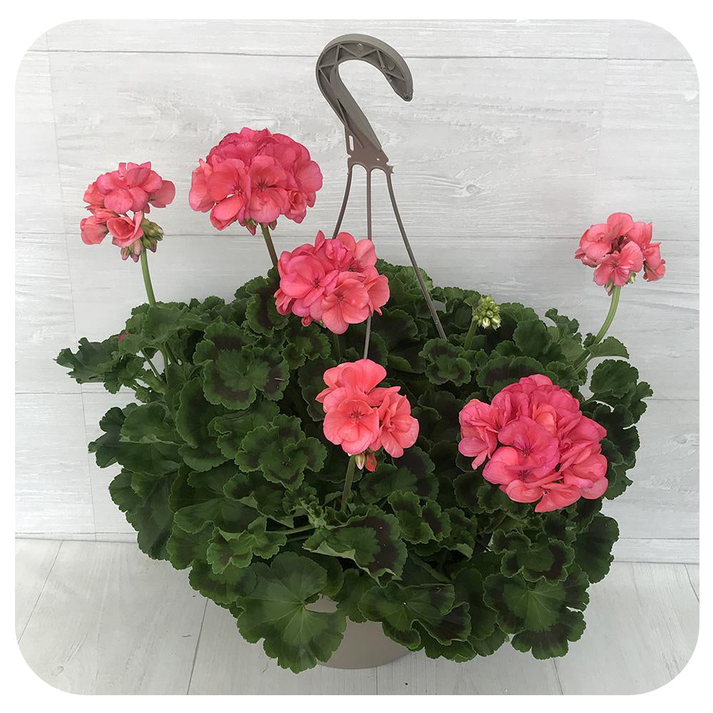 Geranium Hanging Baskets - Coral