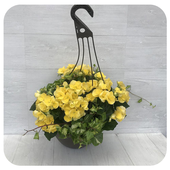 Rieger Begonia Hanging Basket - Yellow