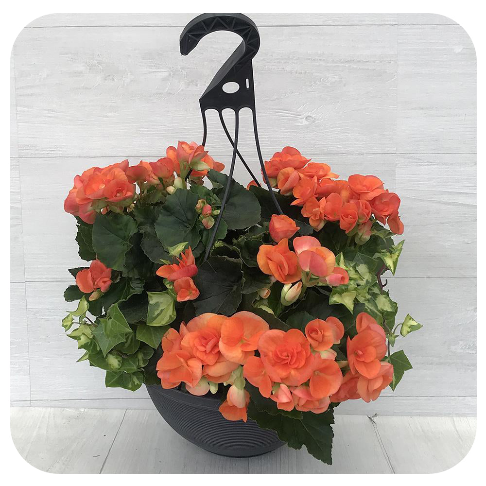 Rieger Begonia Hanging Basket - Orange