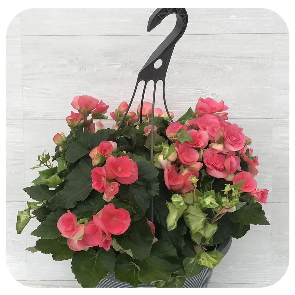 planting begonias in a hanging basket Rieger Begonia Hanging Basket - Pink