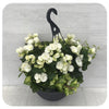 Rieger Begonia Hanging Basket - White