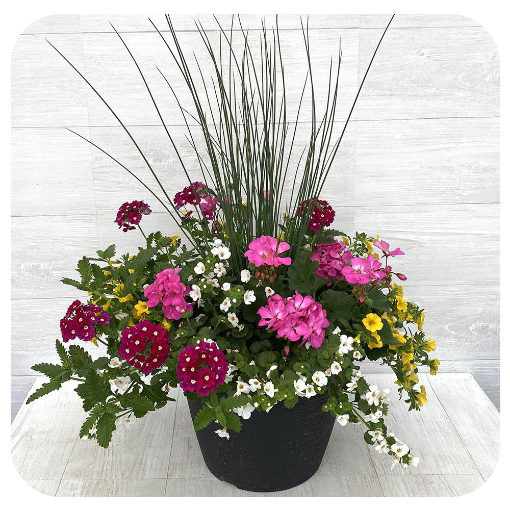 Sun arrangement round - Pink with Yellow Calibrachoa