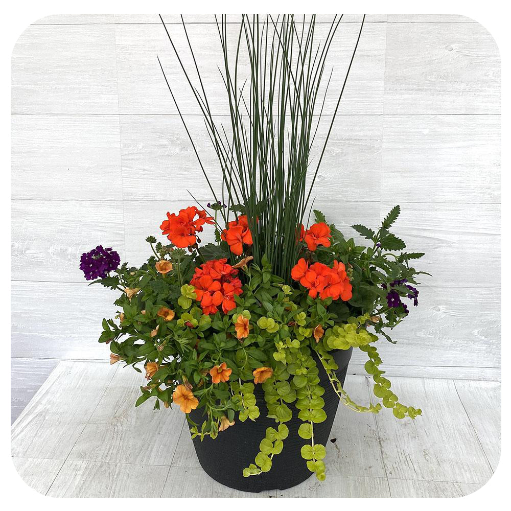 Sun arrangement round - Orange with Creeping Jenny