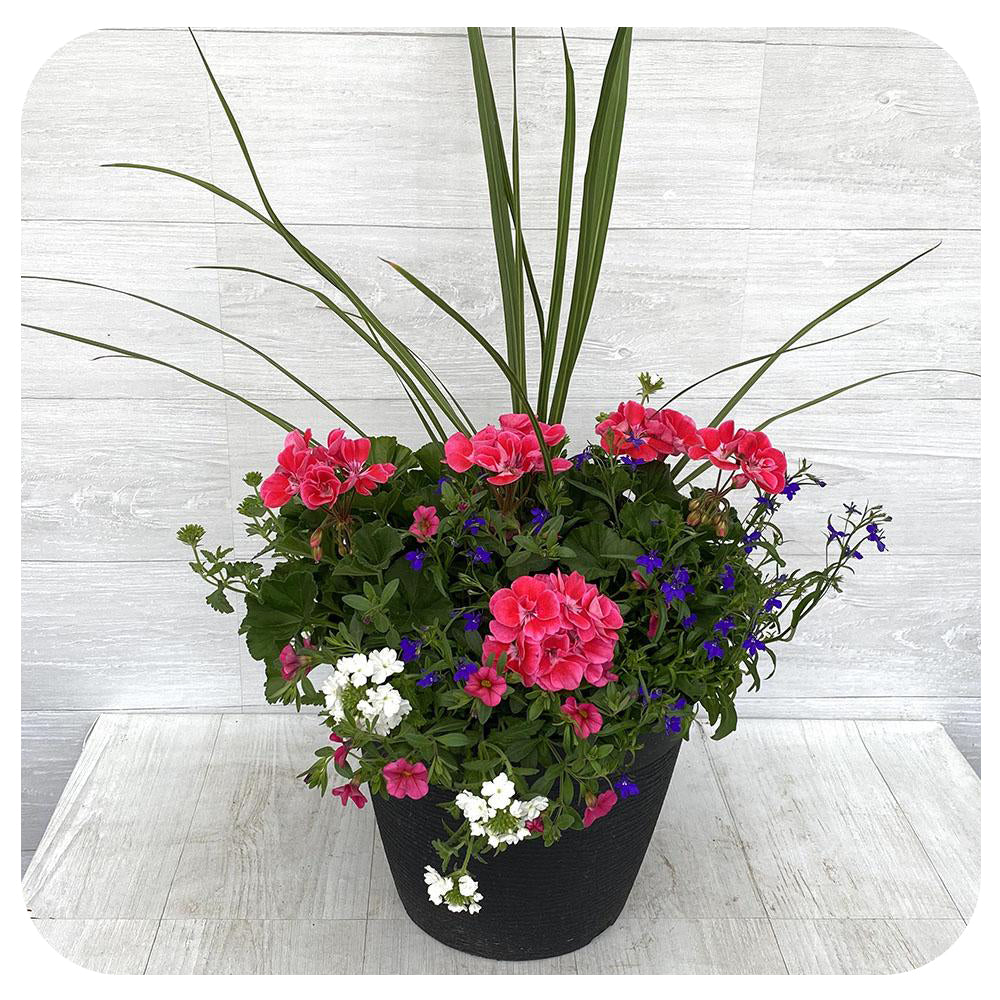 Sun arrangement round - Two tone pink with blue lobelia