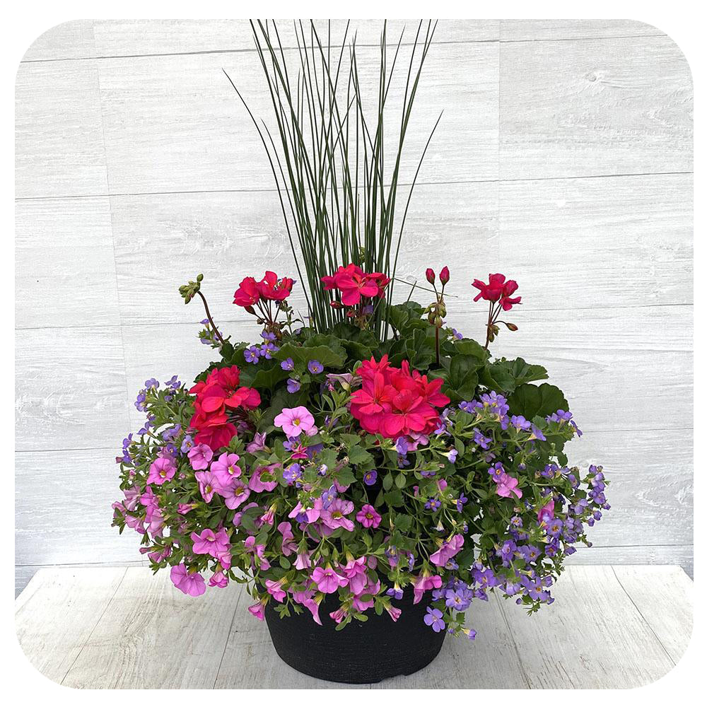Sun arrangement round - Magenta with Blue Bacopa and Pink Calibrachoa