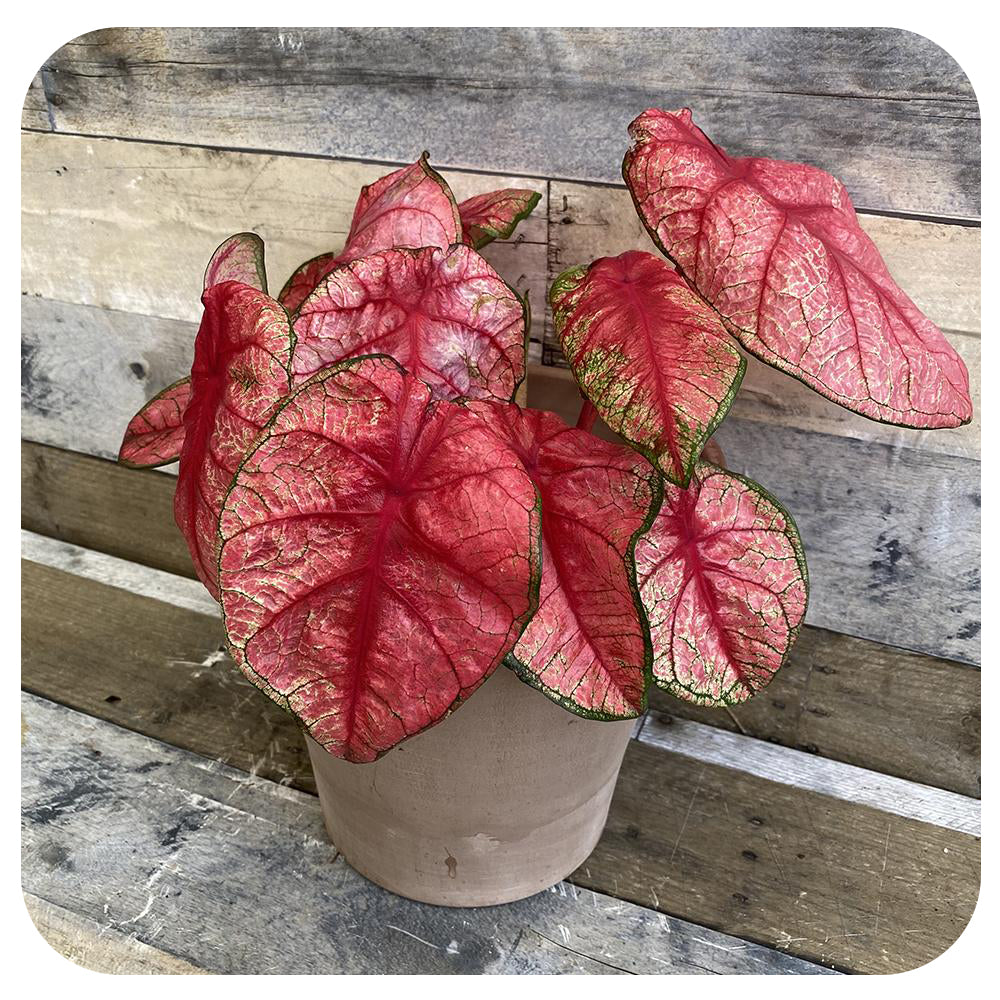 Caladium