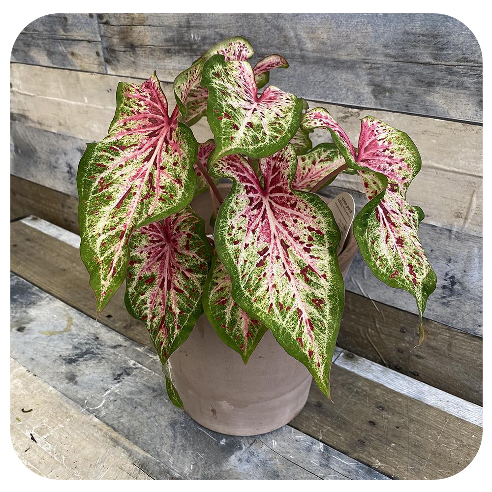 Caladium