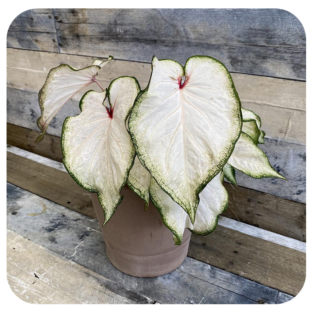 Caladium