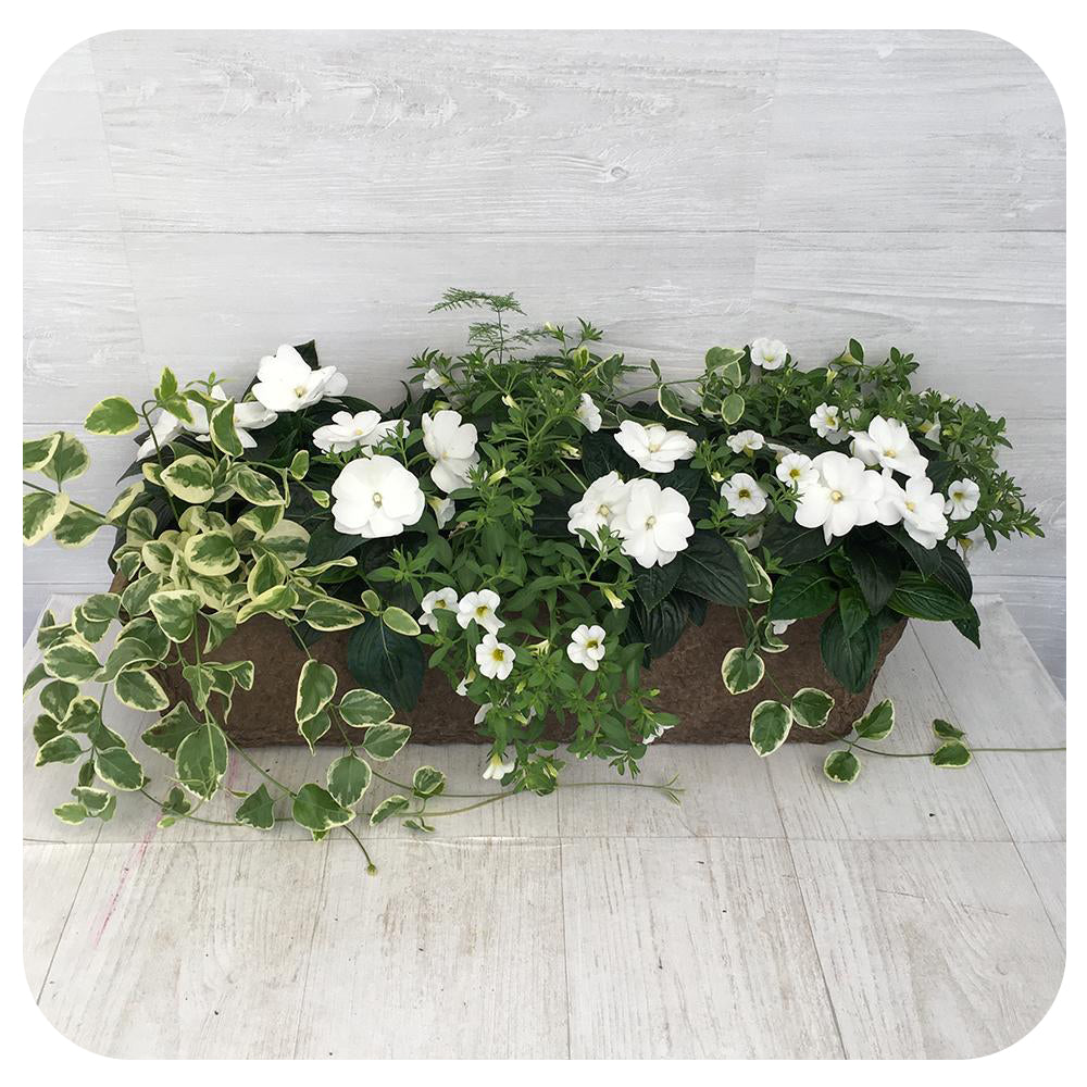 Window Box - Part Shade White Mix