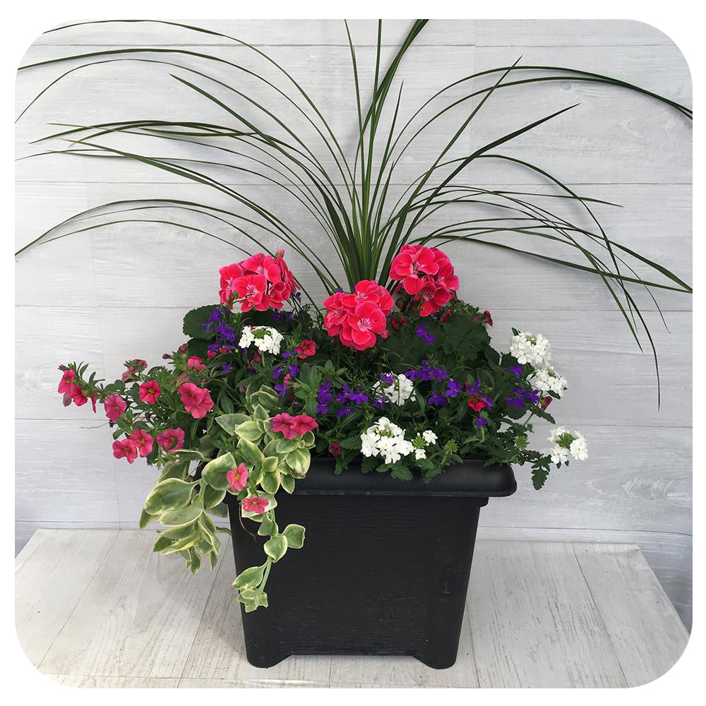 Sun arrangement Square - Two-tone Geranium With Blue Lobelia