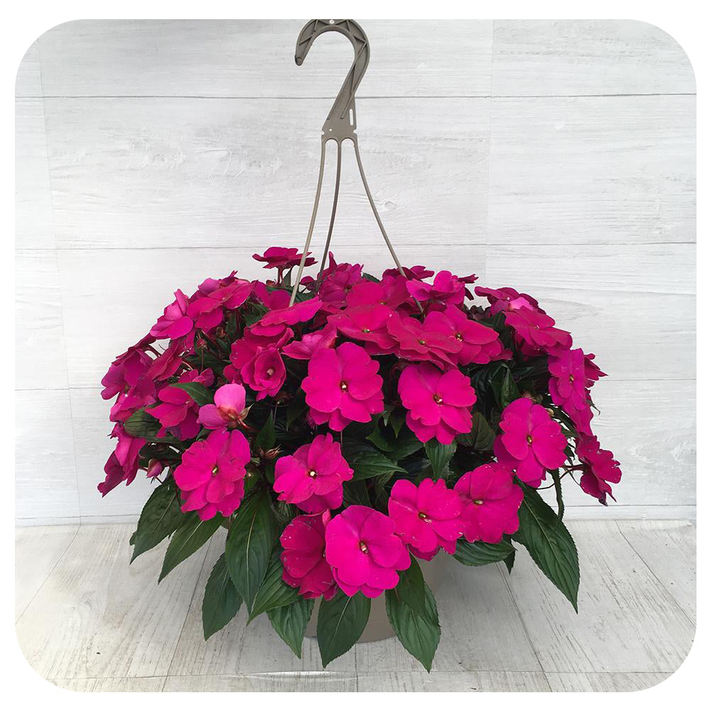 New Guinea Impatiens Hanging Basket  10" - Magenta