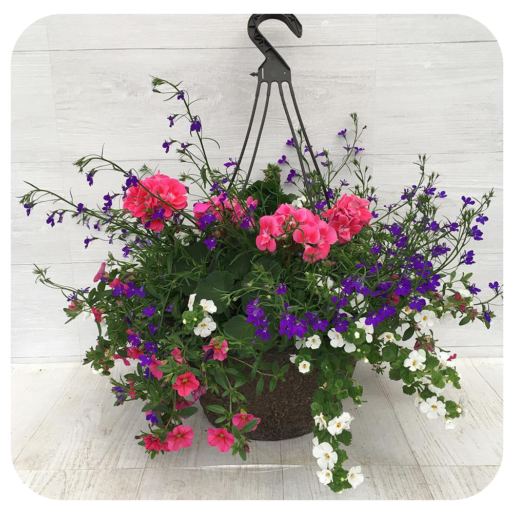 Hanging Basket Sun - Two Tone Pink with Blue Lobelia