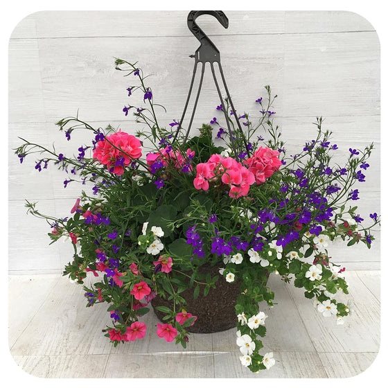 chenille plant hanging basket Chenille Hanging Basket (Acalypha pendula)